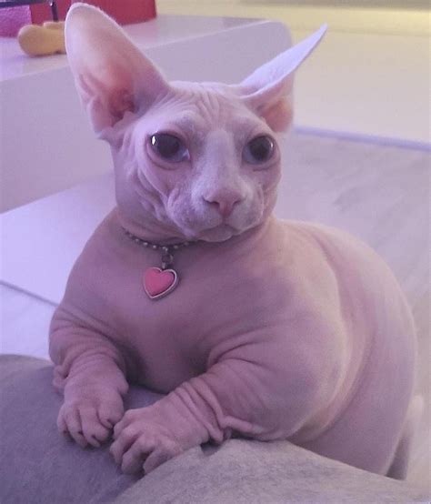 chubby hairless cat|fat hairless cat facts.